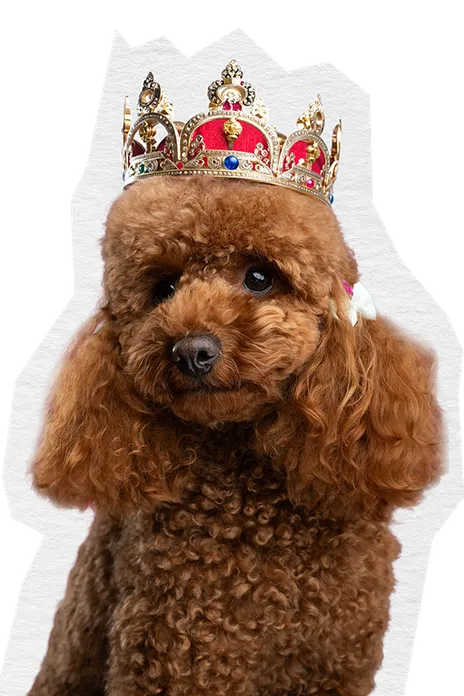 VIP Dog with Crown