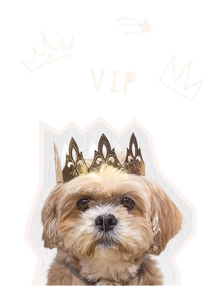VIP Dog with Crown